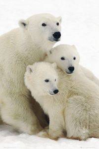 POSTER POLAR BEARS 61 X 91.5 CM