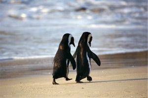 POSTER PENGUINS BEACH 61 X 91.5 CM POSTER PENGUINS BEACH 61 X 91.5 CM