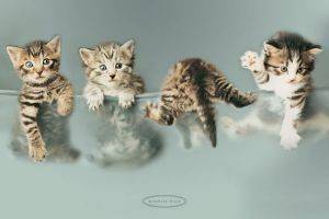 POSTER KITTENS 61 X 91.5 CM POSTER KITTENS 61 X 91.5 CM