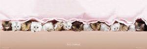 DOOR POSTER KIMBERLIN KITTENS 53 X 158 CM