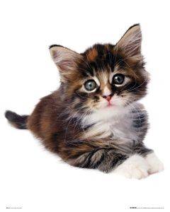 POSTER KITTEN 40.6 X 50.8 CM POSTER KITTEN 40.6 X 50.8 CM