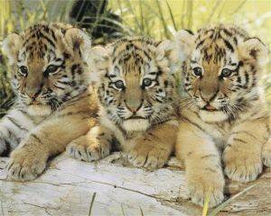 POSTER TIGER CUBS 40.6 X 50.8 CM POSTER TIGER CUBS 40.6 X 50.8 CM