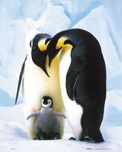 POSTER PENGUINS 40.6 X 50.8 CM POSTER PENGUINS 40.6 X 50.8 CM