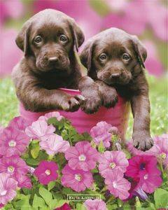 POSTER KIMBERLIN CHOC 40.6 X 50.8 CM POSTER KIMBERLIN CHOC 40.6 X 50.8 CM