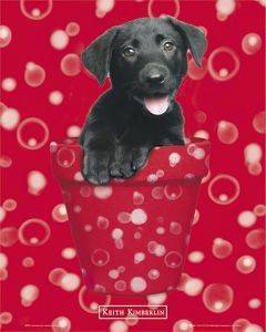 POSTER KEITH KIMBERLIN RED 40.6 X 50.8 CM POSTER KEITH KIMBERLIN RED 40.6 X 50.8 CM