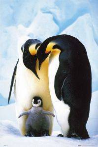 POSTER PENGUINS  61 X 91.5 CM
