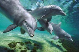 POSTER  DOLPHINS  61 X 91.5 CM
