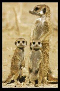 POSTER  MEERKATS  61 X 91.5 CM