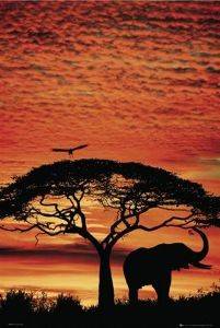 POSTER AFRICA SUNSET ELEPHANT 61 X 91.5 CM POSTER AFRICA SUNSET ELEPHANT 61 X 91.5 CM
