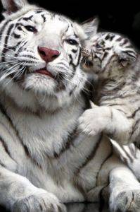 POSTER TIGER KISS 61 X 91.5 CM POSTER TIGER KISS 61 X 91.5 CM