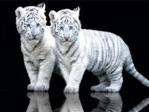 POSTER WHITE TIGER CUBS 61 X 91.5 CM