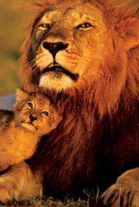 POSTER LION AND CUB  61 X 91.5 CM