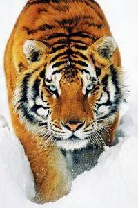 POSTER TIGER SNOW (61X91.5CM) POSTER TIGER SNOW (61X91.5CM)