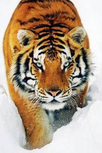 POSTER TIGER SNOW  61 X 91.5 CM