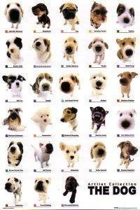 POSTER DOG COLLECTION  61 X 91.5 CM