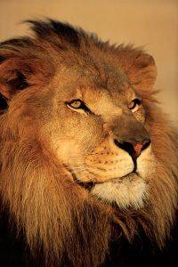 POSTER LION 61 X 91.5 CM POSTER LION 61 X 91.5 CM