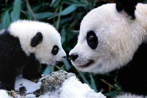 POSTER PANDAS 61 X 91.5 CM POSTER PANDAS 61 X 91.5 CM