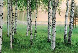 ΦΩΤΟΤΑΠΕΤΣΑΡΙΑ NORDIC FOREST 366 X 254 CM ΦΩΤΟΤΑΠΕΤΣΑΡΙΑ NORDIC FOREST 366 X 254 CM