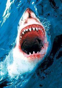 POSTER GREAT WHITE SHARK 61 X 91.5 CM