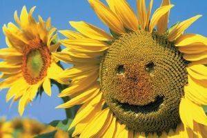 POSTER SUNFLOWER SMILE 61 X 91.5 CM POSTER SUNFLOWER SMILE 61 X 91.5 CM