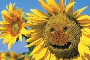 POSTER SUNFLOWER SMILE 61 X 91.5 CM