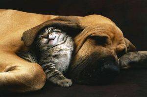 POSTER DOG AND KITTEN 61 X 91.5 CM POSTER DOG AND KITTEN 61 X 91.5 CM