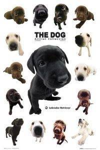 POSTER THE DOG COLLECTION LABRADOR RETRIEVER 61 X 91.5 CM