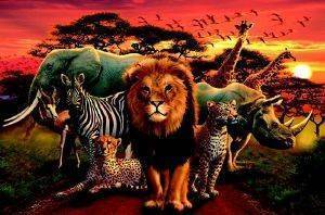 POSTER AFRICAN KINGDOM 61 X 91.5 CM