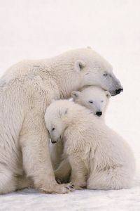 POSTER POLAR BEAR FAMILY 61 X 91.5 CM