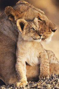 POSTER LIONESS AND CUB 61 X 91.5 CM
