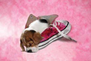 POSTER PUP IN PINK SHOE 61 X 91.5 CM