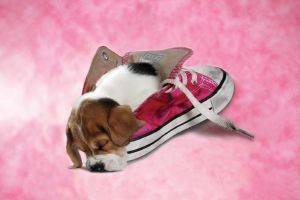 POSTER PUP IN PINK SHOE 61 X 91.5 CM POSTER PUP IN PINK SHOE 61 X 91.5 CM