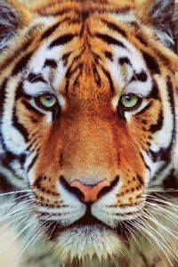 POSTER TIGER FACE 61 X 91.5 CM