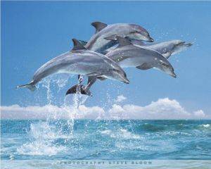 POSTER FOUR DOLPHINS 40.6 X 50.8 CM