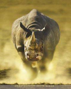 POSTER CHARGING RHINO 40.6 X 50.8 CM