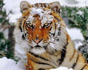 POSTER SIBERIAN SNOW 40.6 X 50.8 CM