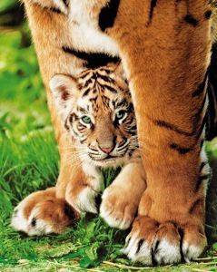 POSTER BENGAL TIGER CUB 40.6 X 50.8 CM