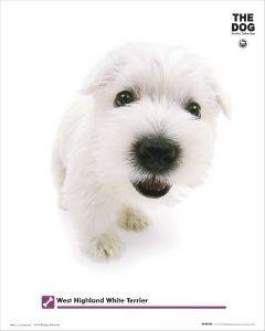 POSTER WEST HIGHLAND, WHITE TERRIER 40.6 X 50.8 CM