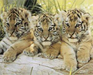 POSTER TIGER CUBS 40.6 X 50.8 CM