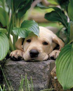 POSTER KEITH KIMBERLIN LEAF 40.6 X 50.8 CM POSTER KEITH KIMBERLIN LEAF 40.6 X 50.8 CM