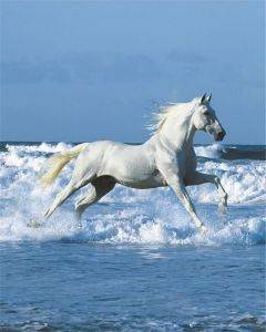 POSTER WHITE HORSE 40.6 X 50.8 CM