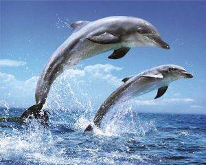 POSTER DOLPHINS 40.6 X 50.8 CM