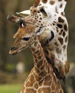 POSTER GIRAFE 40.6 X 50.8 CM