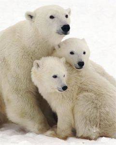 POSTER POLAR BEARS 40.6 X 50.8 CM