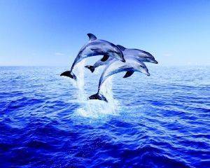 POSTER DOLPHIN TRIO 40.6 X 50.8 CM