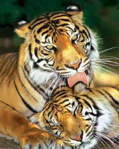 WIZARD - GENIUS AG POSTER MOTHER&#039;S LOVE(TIGERS) 40.6 X 50.8 CM