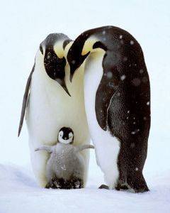 POSTER PENGUIN FAMILY 40.6 X 50.8 CM POSTER PENGUIN FAMILY 40.6 X 50.8 CM