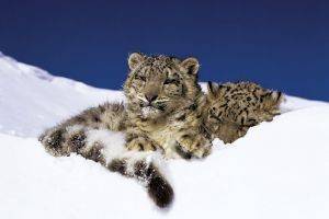 POSTER SNOW LEOPARDS 61 X 91.5 CM