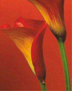 POSTER RED CALLA LILIES 40.6 X 50.8 CM
