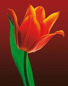 POSTER TULIP ON RED 40.6 X 50.8 CM